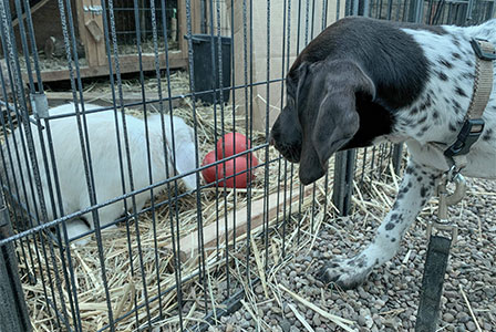 Dog looking at rabbits in the cage