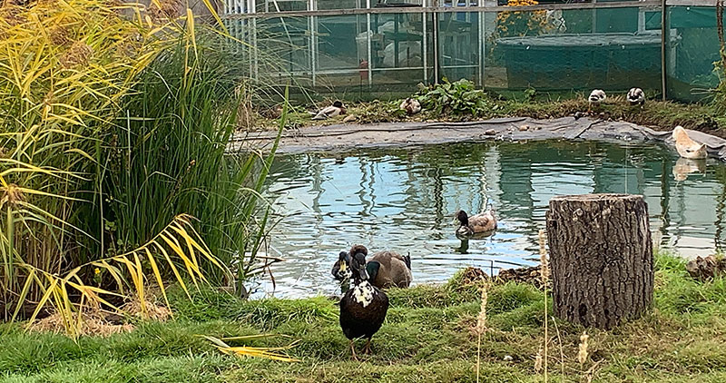 Duck Pond